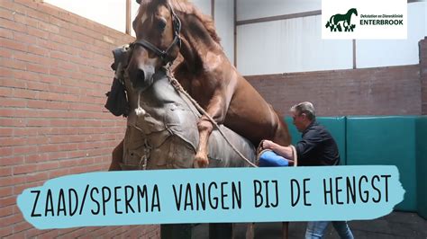 Paard Porn Tube. Bekijk gratis porno met hengsten en merries